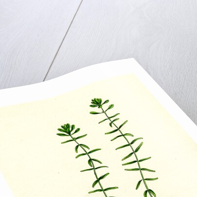 Callitriche Hamulata Hooked Water Starwort by Anonymous