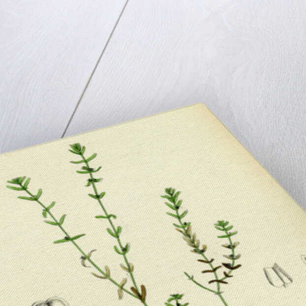 Callitriche Pedunculata Pedunculated Water Starwort by Anonymous