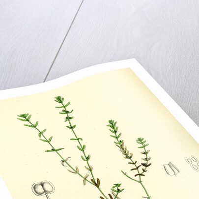 Callitriche Pedunculata Pedunculated Water Starwort by Anonymous