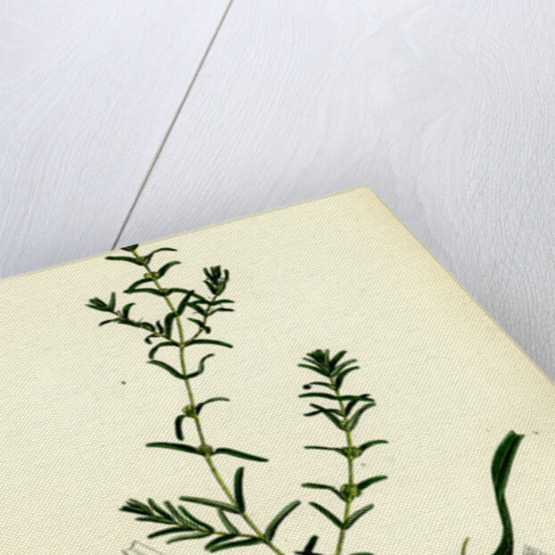 Callitriche Autumnalis Autumnal Water Starwort by Anonymous