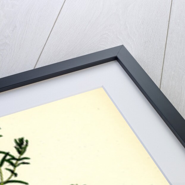 Callitriche Autumnalis Autumnal Water Starwort by Anonymous