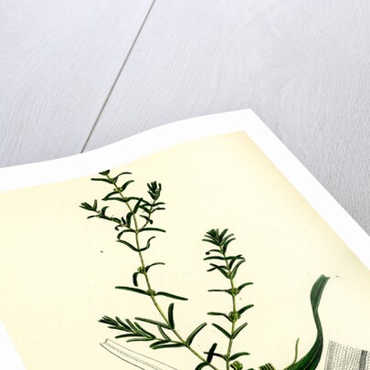 Callitriche Autumnalis Autumnal Water Starwort by Anonymous