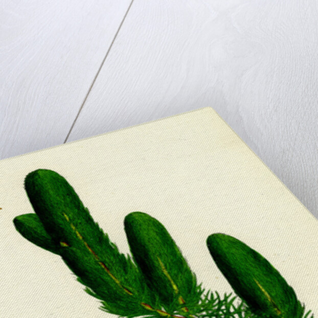 Ceratophyllum Demersum Common Hornwort by Anonymous