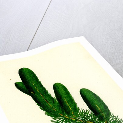 Ceratophyllum Demersum Common Hornwort by Anonymous