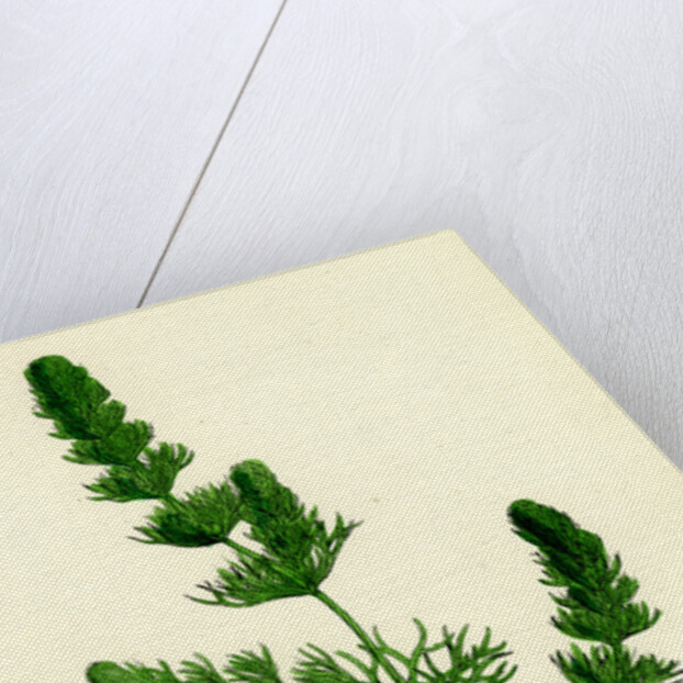 Ceratophyllum Submersum Unarmed Hornwort by Anonymous