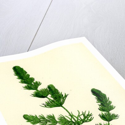Ceratophyllum Submersum Unarmed Hornwort by Anonymous