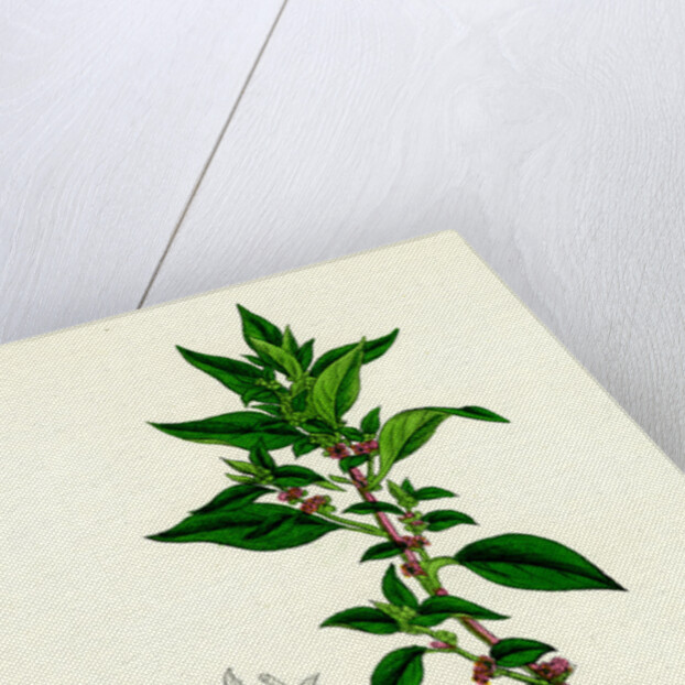 Parietaria Diffusa Pellitory-of-the-Wall by Anonymous