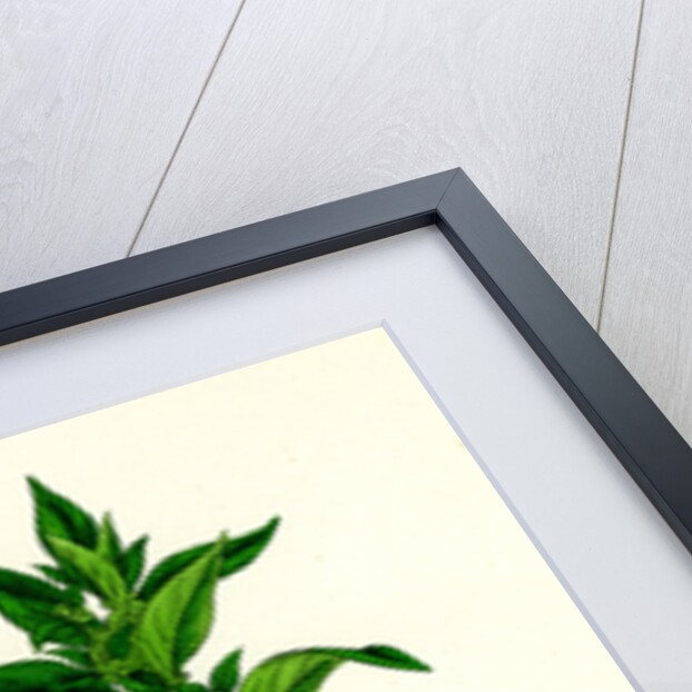 Parietaria Diffusa Pellitory-of-the-Wall by Anonymous