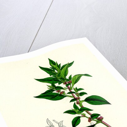 Parietaria Diffusa Pellitory-of-the-Wall by Anonymous