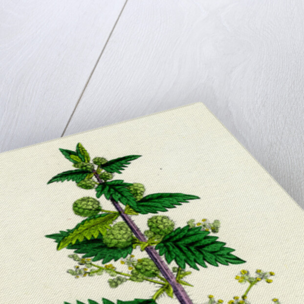 Urtica Pilulifera Var. Genuina Roman Nettle Var. A. by Anonymous