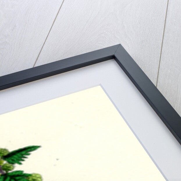 Urtica Pilulifera Var. Genuina Roman Nettle Var. A. by Anonymous