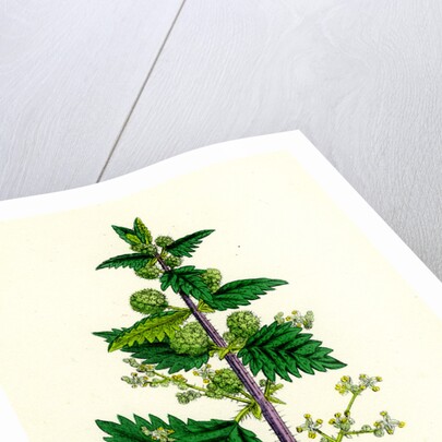 Urtica Pilulifera Var. Genuina Roman Nettle Var. A. by Anonymous