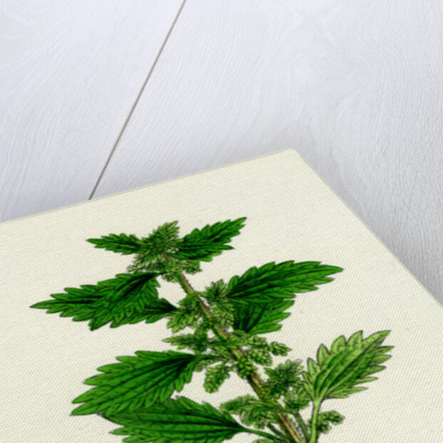 Urtica Urens Small Nettle by Anonymous