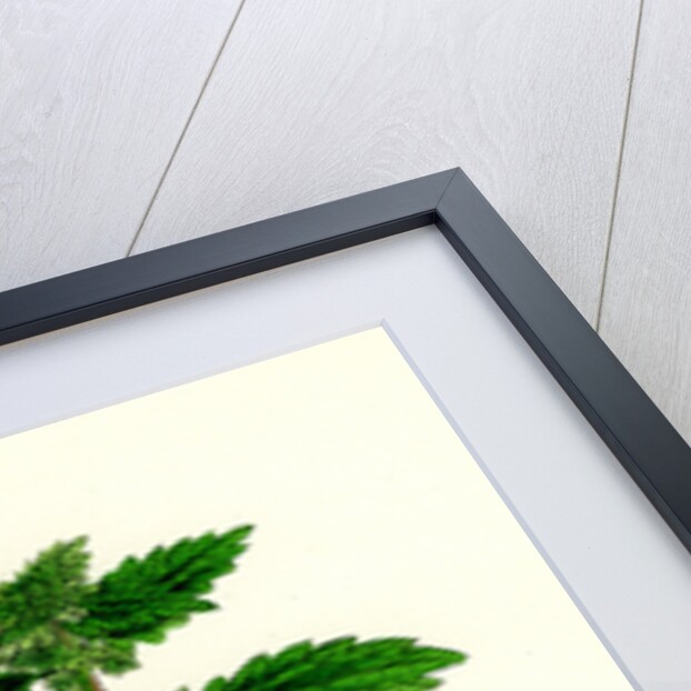 Urtica Urens Small Nettle by Anonymous