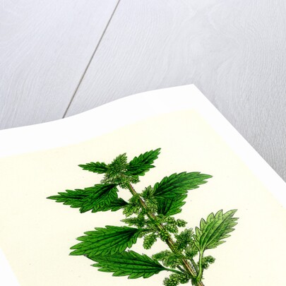 Urtica Urens Small Nettle by Anonymous