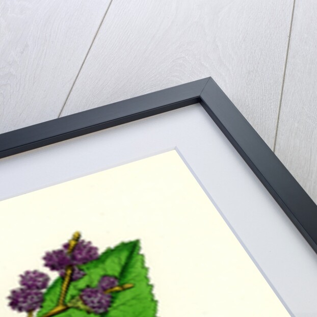 Ulmus Suberosa Var. Genuina Common Elm Var. A. by Anonymous