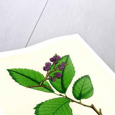 Ulmus Suberosa Var. Genuina Common Elm Var. A. by Anonymous