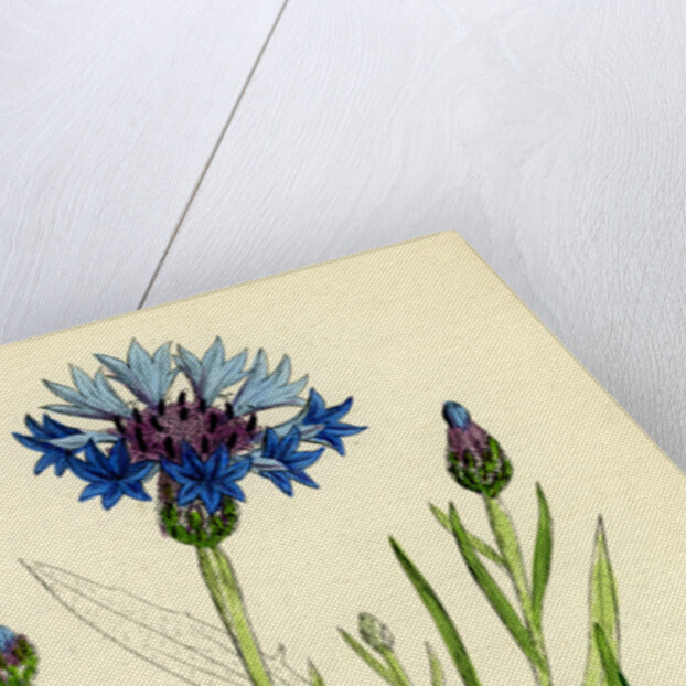 Centaurea Cyanus Blue-Bottle by Anonymous