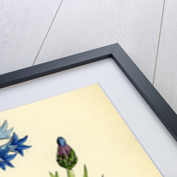 Centaurea Cyanus Blue-Bottle by Anonymous