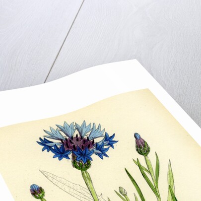 Centaurea Cyanus Blue-Bottle by Anonymous