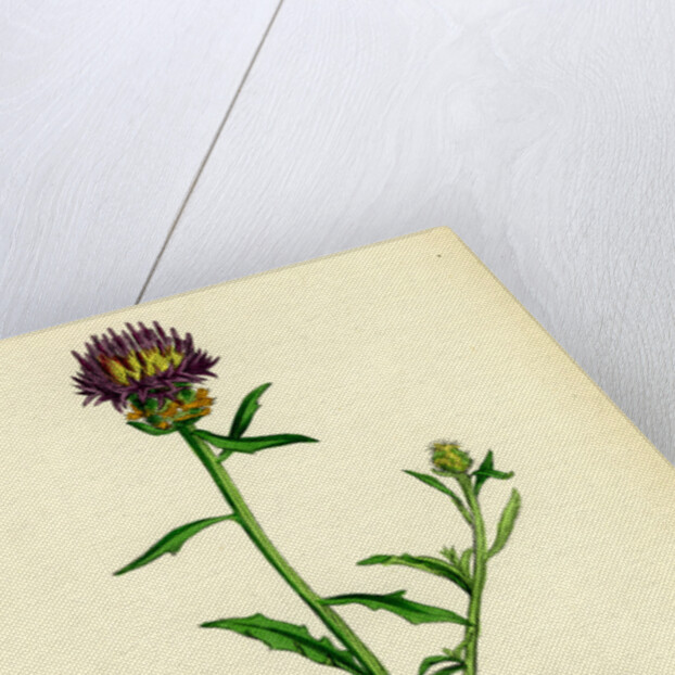 Centaurea Aspera Rough Star-Thistle by Anonymous