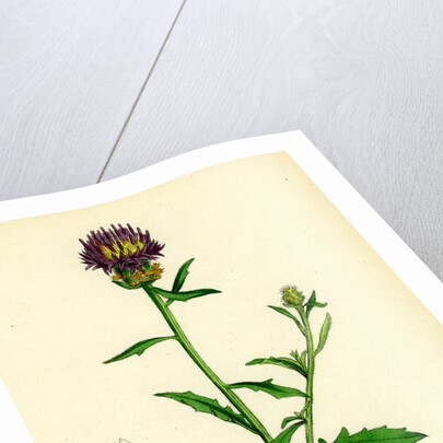 Centaurea Aspera Rough Star-Thistle by Anonymous