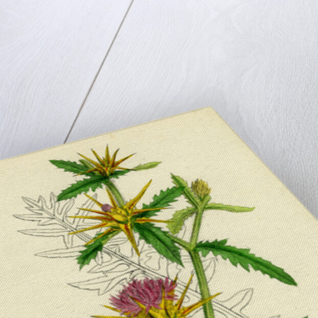 Centaurea Calcitrapa Star-Thistle by Anonymous