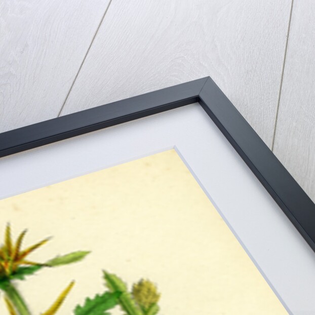 Centaurea Calcitrapa Star-Thistle by Anonymous