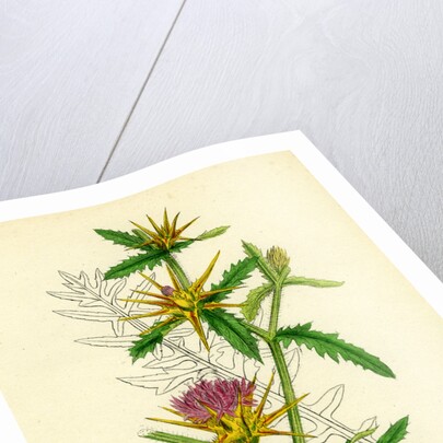 Centaurea Calcitrapa Star-Thistle by Anonymous