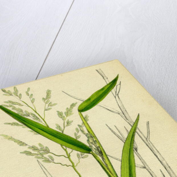 Leersia Oryzoides European Cut-Grass by Anonymous