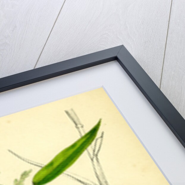 Leersia Oryzoides European Cut-Grass by Anonymous