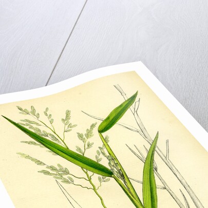 Leersia Oryzoides European Cut-Grass by Anonymous