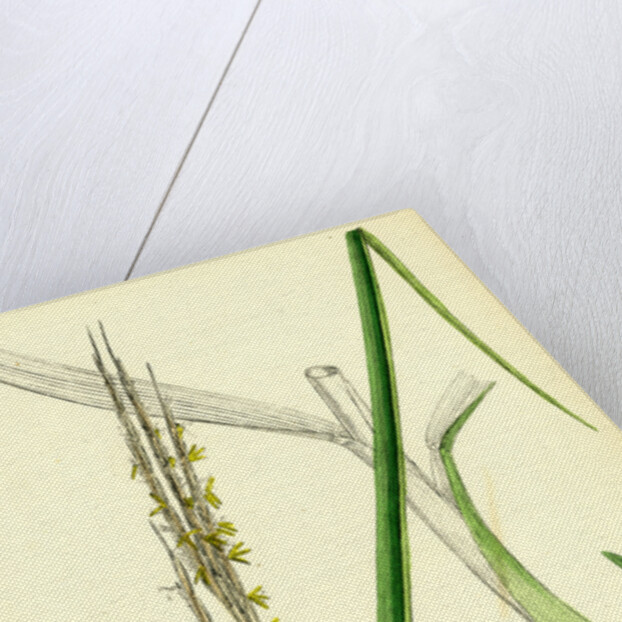 Spartina Alterniflora Many-Spiked Cord-Grass by Anonymous