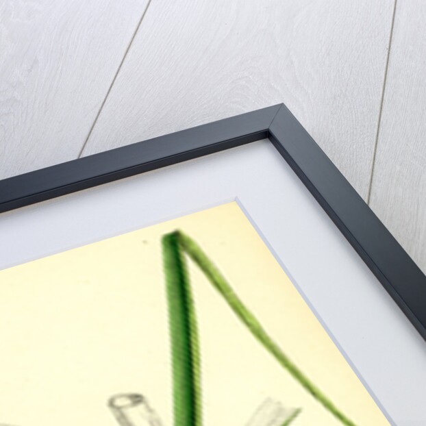 Spartina Alterniflora Many-Spiked Cord-Grass by Anonymous