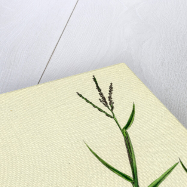 Digitaria Humifusa Glabrous Finger-Grass by Anonymous