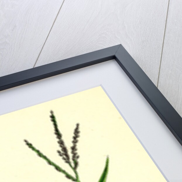 Digitaria Humifusa Glabrous Finger-Grass by Anonymous