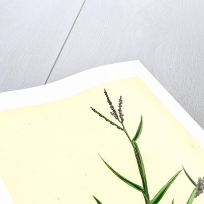 Digitaria Humifusa Glabrous Finger-Grass by Anonymous