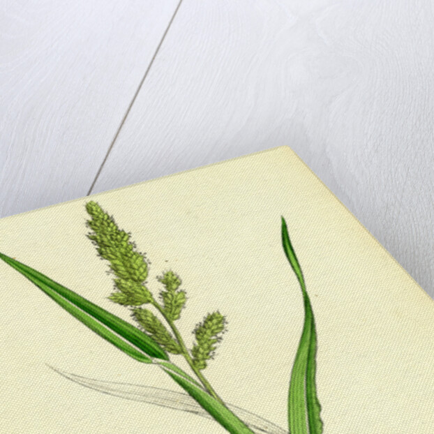 Echinochloa Crus-Galli Loose Panic-Grass by Anonymous