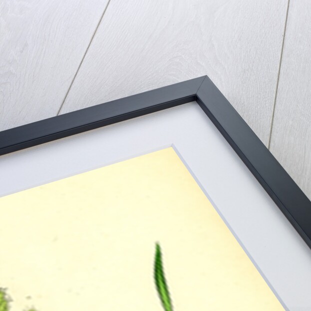 Echinochloa Crus-Galli Loose Panic-Grass by Anonymous