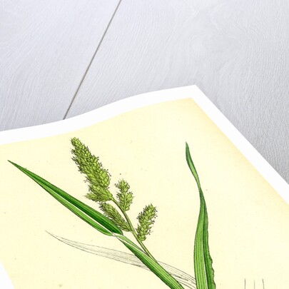 Echinochloa Crus-Galli Loose Panic-Grass by Anonymous