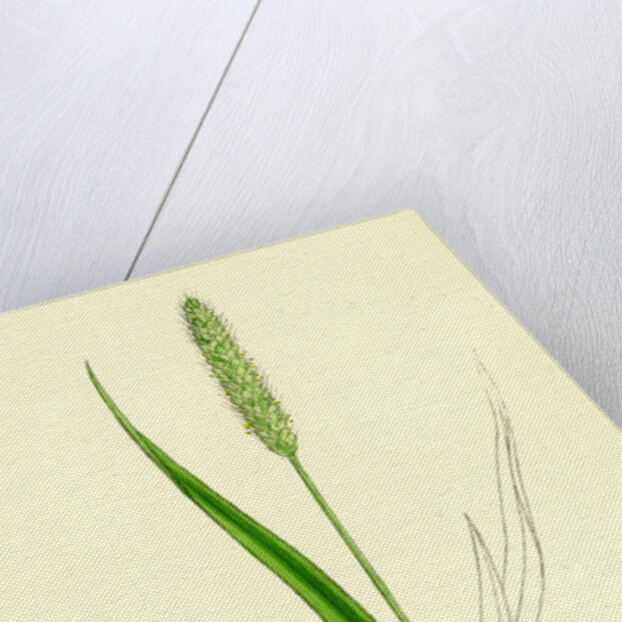 Setaria Viridis Green Bristle-Grass by Anonymous