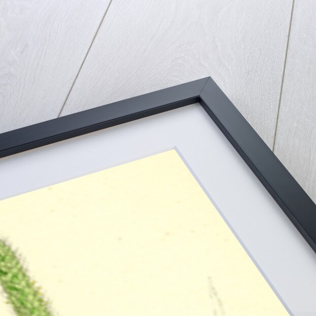 Setaria Viridis Green Bristle-Grass by Anonymous