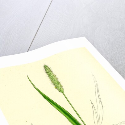 Setaria Viridis Green Bristle-Grass by Anonymous