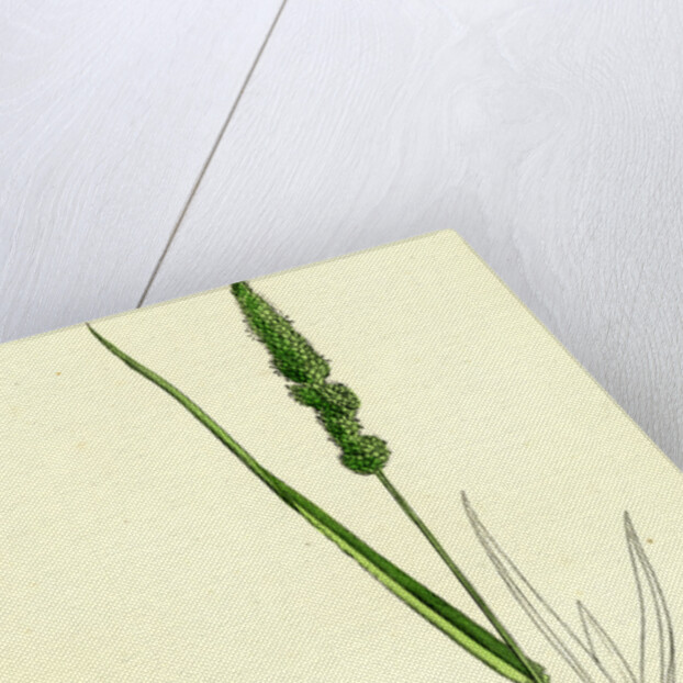 Setaria Verticillata Rough Bristle-Grass by Anonymous