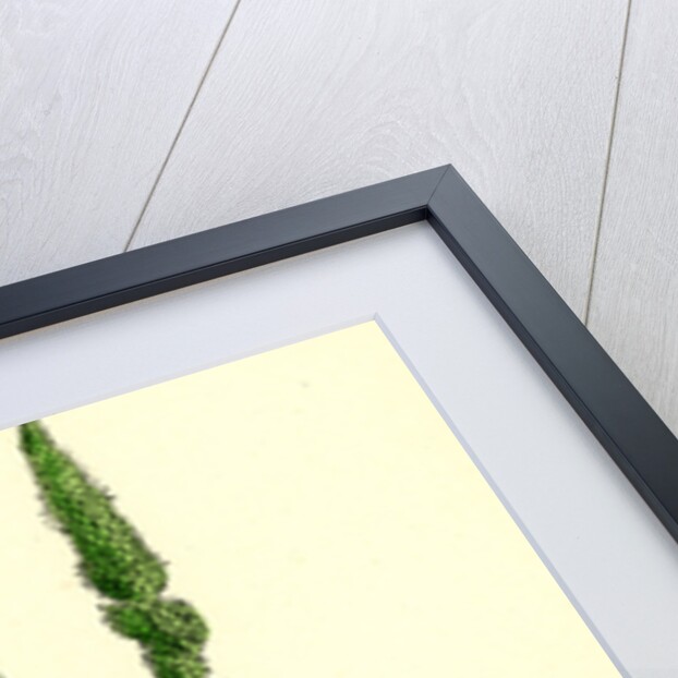 Setaria Verticillata Rough Bristle-Grass by Anonymous