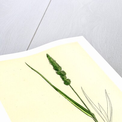 Setaria Verticillata Rough Bristle-Grass by Anonymous