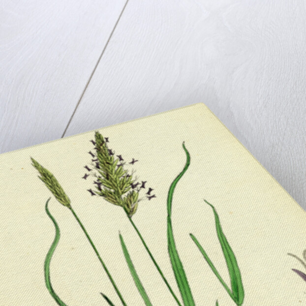 Anthoxanthum Odoratum Sweet-Scented Vernal-Grass by Anonymous