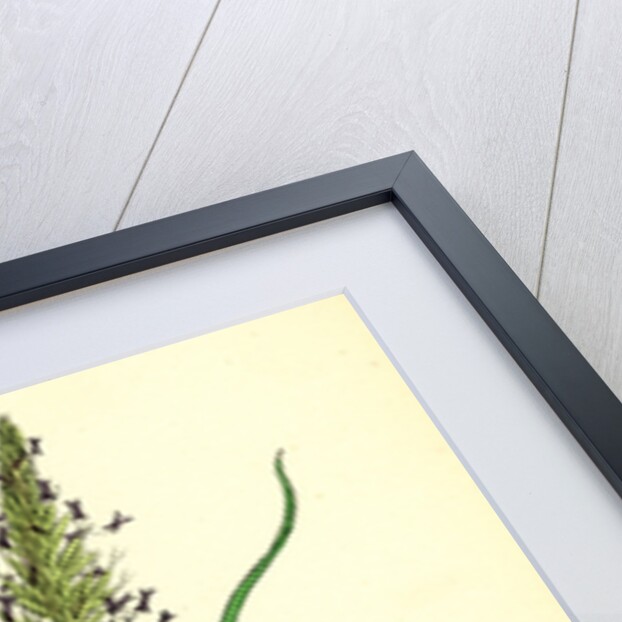 Anthoxanthum Odoratum Sweet-Scented Vernal-Grass by Anonymous