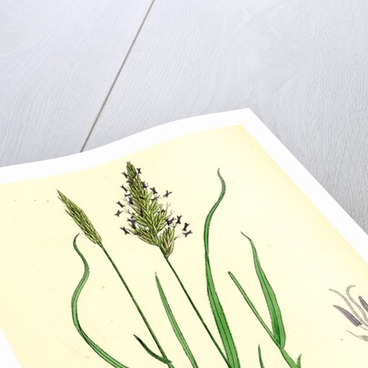 Anthoxanthum Odoratum Sweet-Scented Vernal-Grass by Anonymous