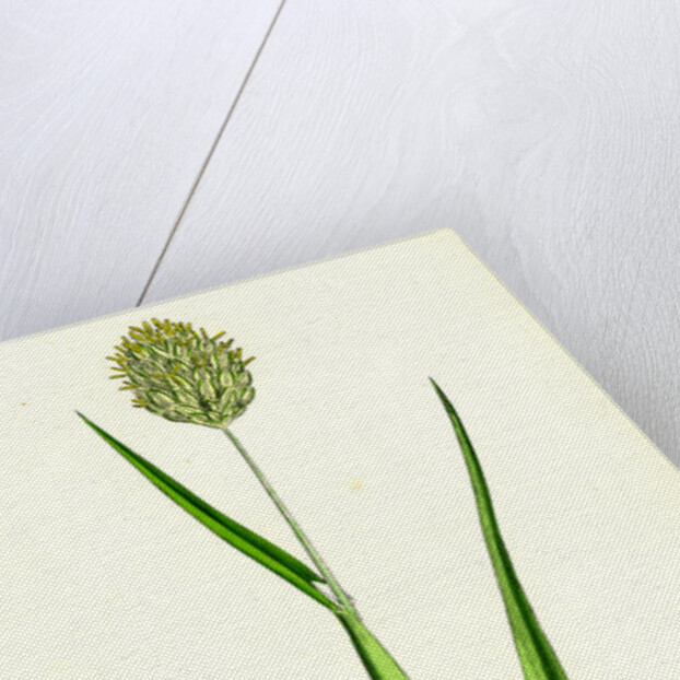 Phalaris Canariensis Canary-Grass by Anonymous